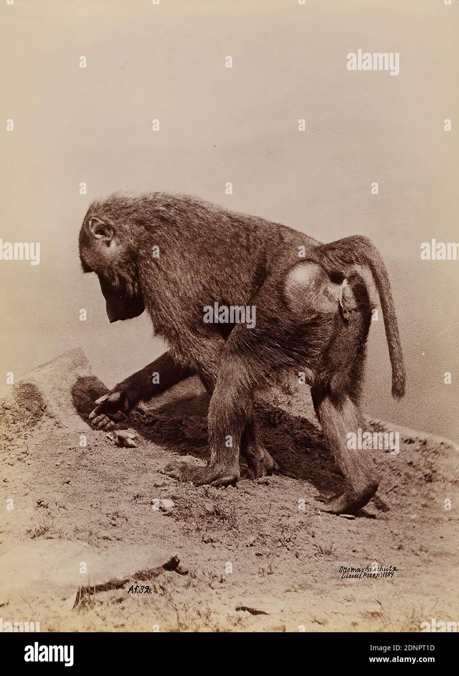 Ottomar Anschütz, babouin, papier albumine, procédé positif noir et blanc, taille de la feuille: Hauteur: 19.70 cm; largeur: 14.70 cm, Ottomar Anschütz, Lissa (Posen). Autopublié, inscrit: Recto: AF.32; Ottomar Anschütz, Lissa, Posen, 1889, J. Réségotti, Editeur, Paris, photographie de la nature, photographie d'animaux, singes Banque D'Images