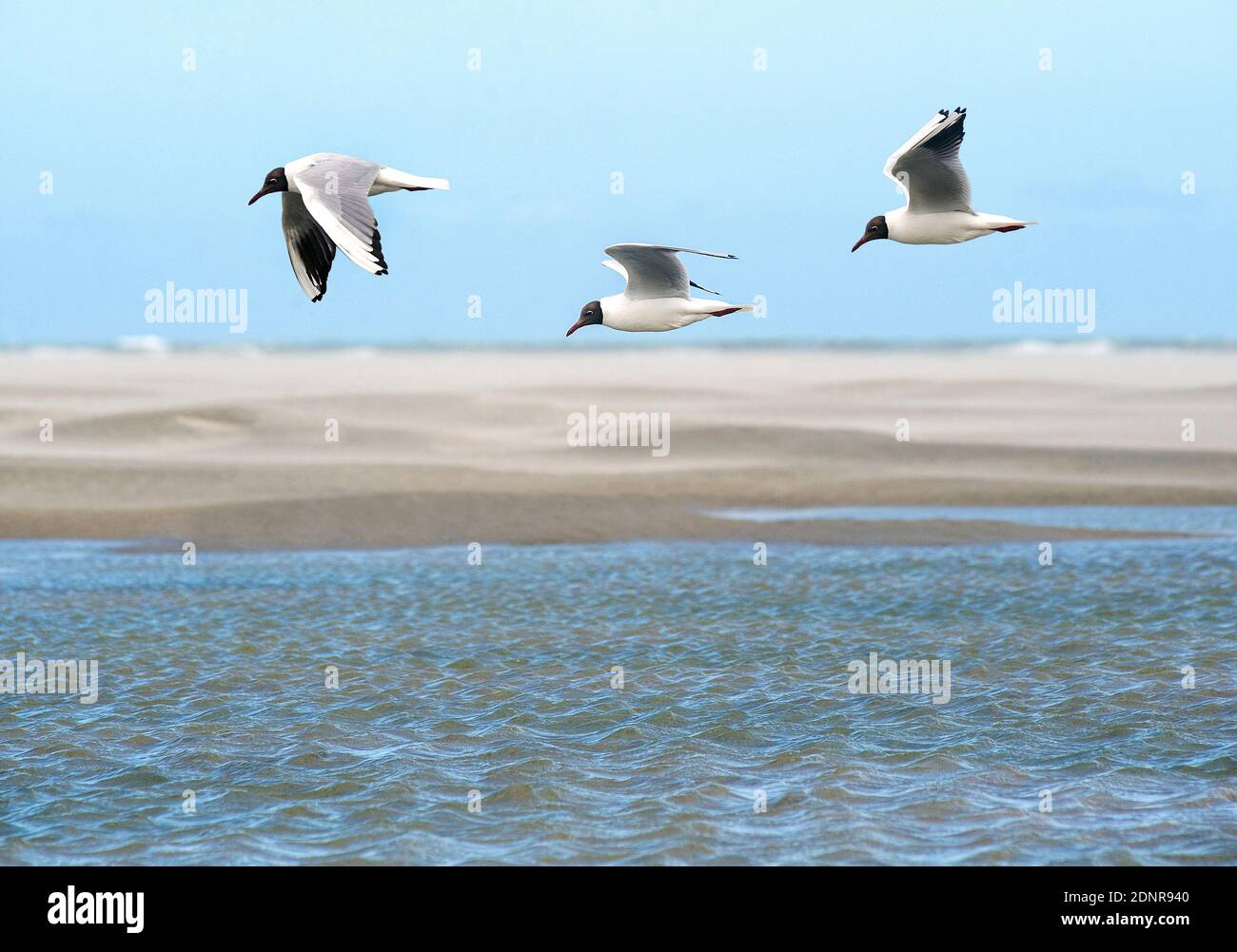 Tête noire (Chericocephalus ridibundus) Banque D'Images