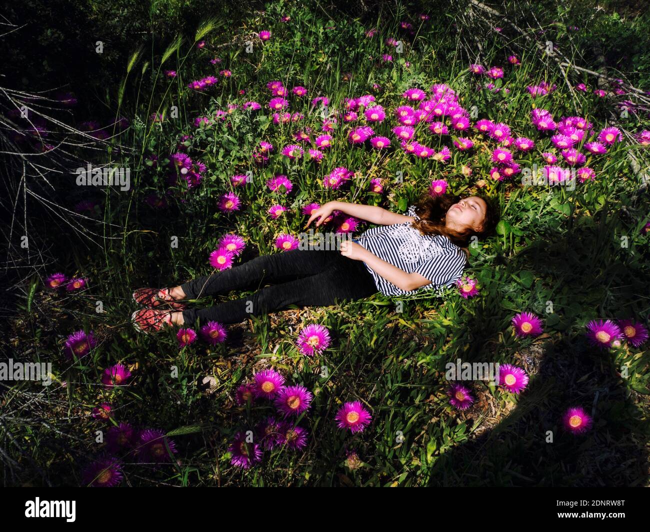 Fille située dans un champ de fleurs Hottentot-figues, Afrique du Sud Banque D'Images
