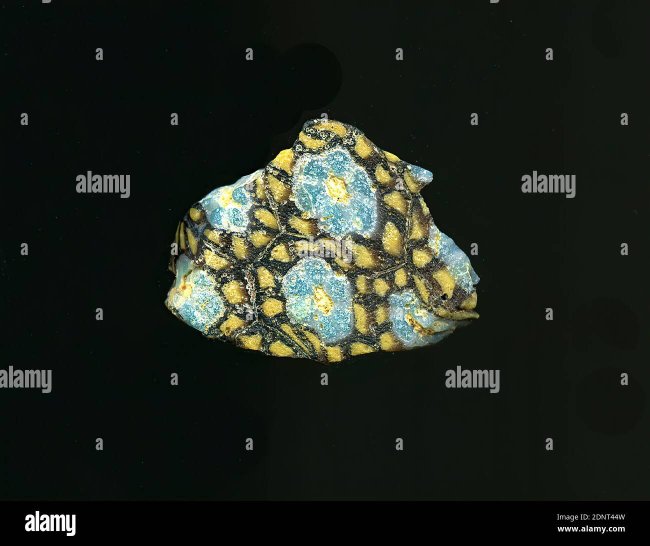 Fragment d'un vaisseau, verre, technique millefiori, Total: Hauteur: 2.80 cm; largeur: 2.20 cm, contenant, stockage, cuisine, ustensiles de bar et de boisson, ornements floraux, début de la période impériale, UNE légère courbure du fragment de verre permet l'affectation à un vaisseau, éventuellement un bol. Le sol violet est parsemé de fines lignes blanches qui forment une grille ressemblant à un nid d'abeille. Dans les espaces entre les lignes se trouvent des fleurs composées d'un point jaune autour duquel les points bleus blancs sont disposés comme des pétales. Autour de lui, d'autres points jaunes sur fond violet peuvent être vus sur une ligne circulaire. Banque D'Images