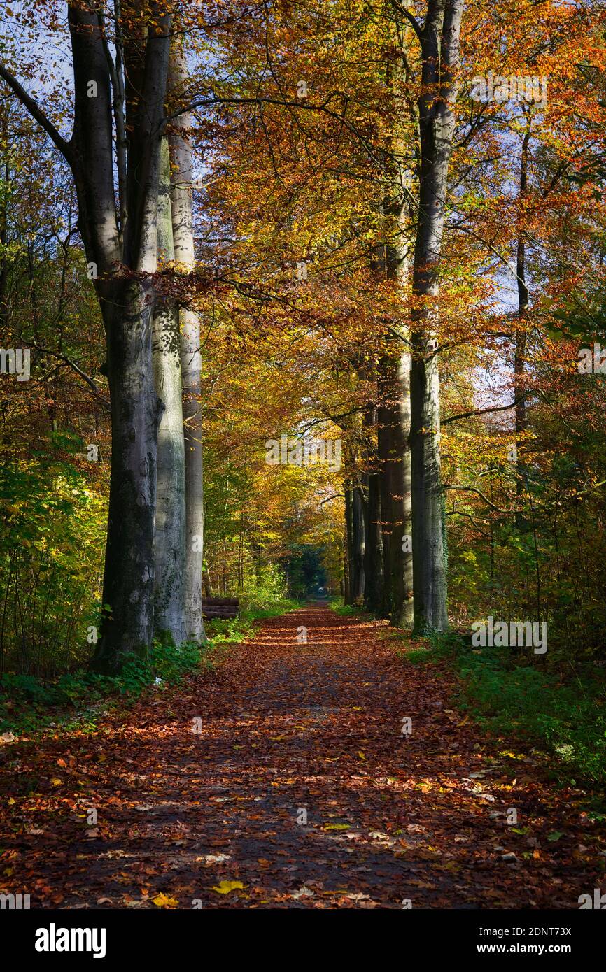 Sentier à travers la forêt en automne, Frise orientale, Basse-Saxe, Allemagne Banque D'Images