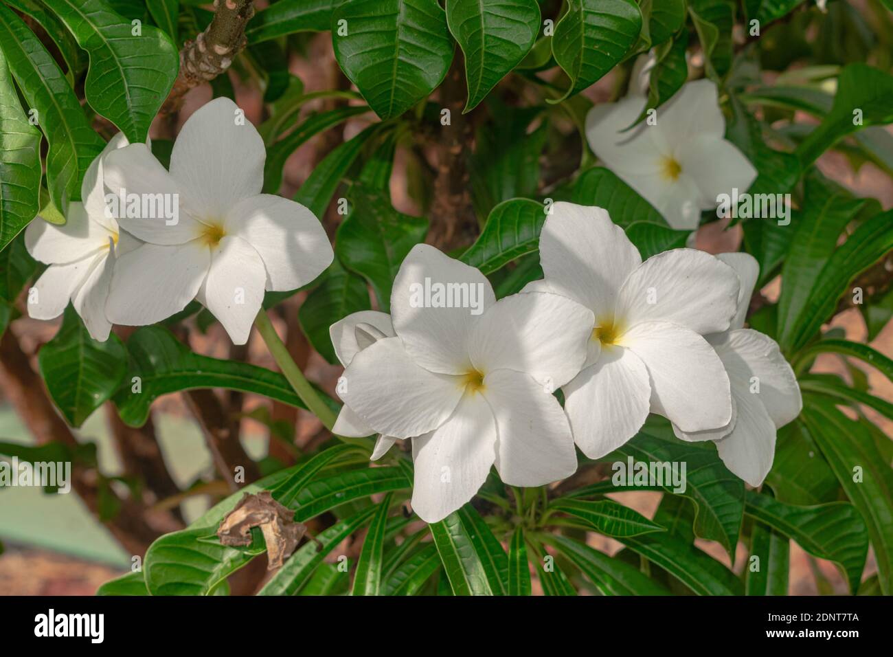 Plumeria pudica fleurs blanches fleuries, avec fond de feuilles vertes Banque D'Images