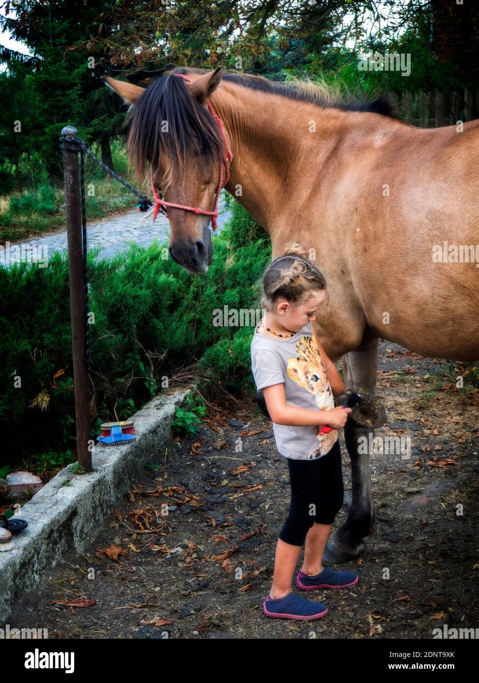 Fille nettoyant le sabot d'un cheval, Pologne Banque D'Images