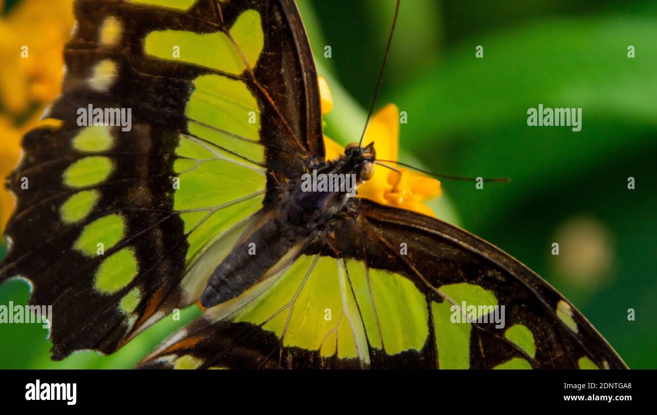 Alimentation papillon Banque D'Images