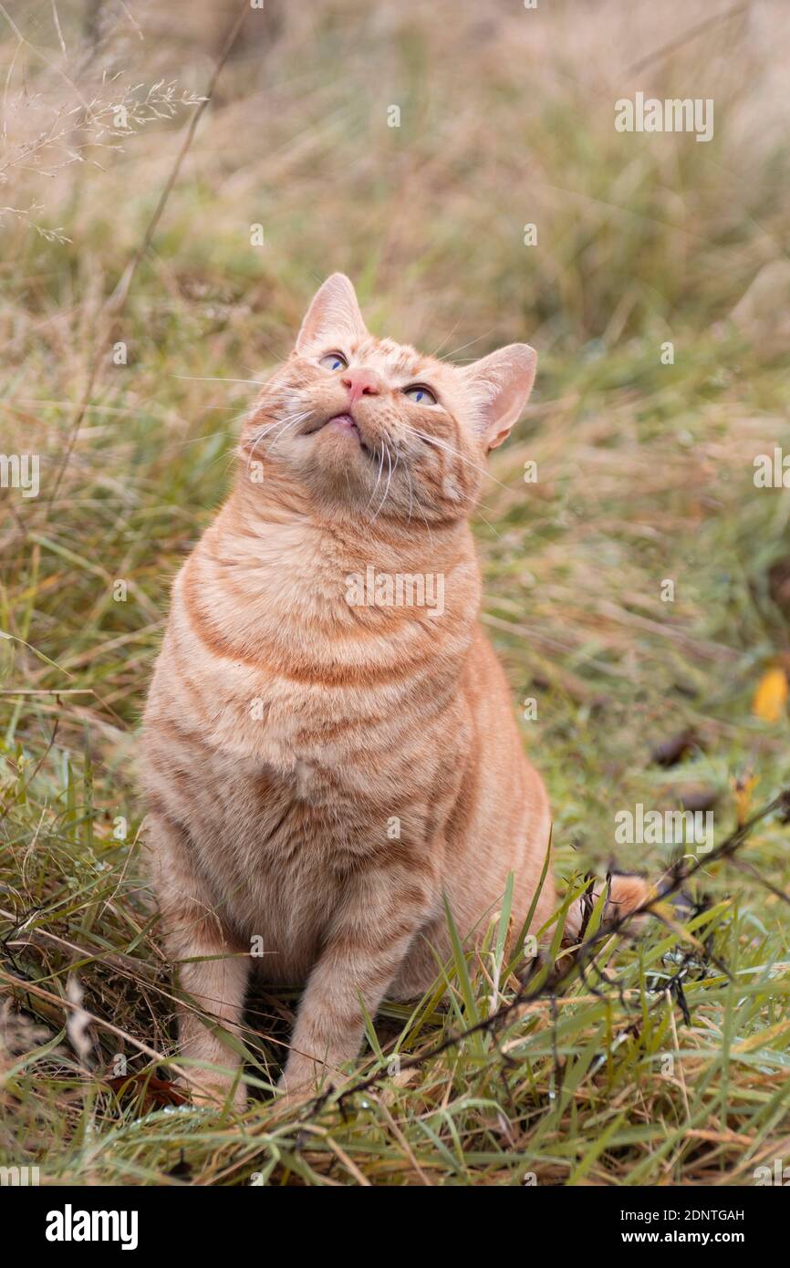 Ronald le chat est heureux Banque D'Images