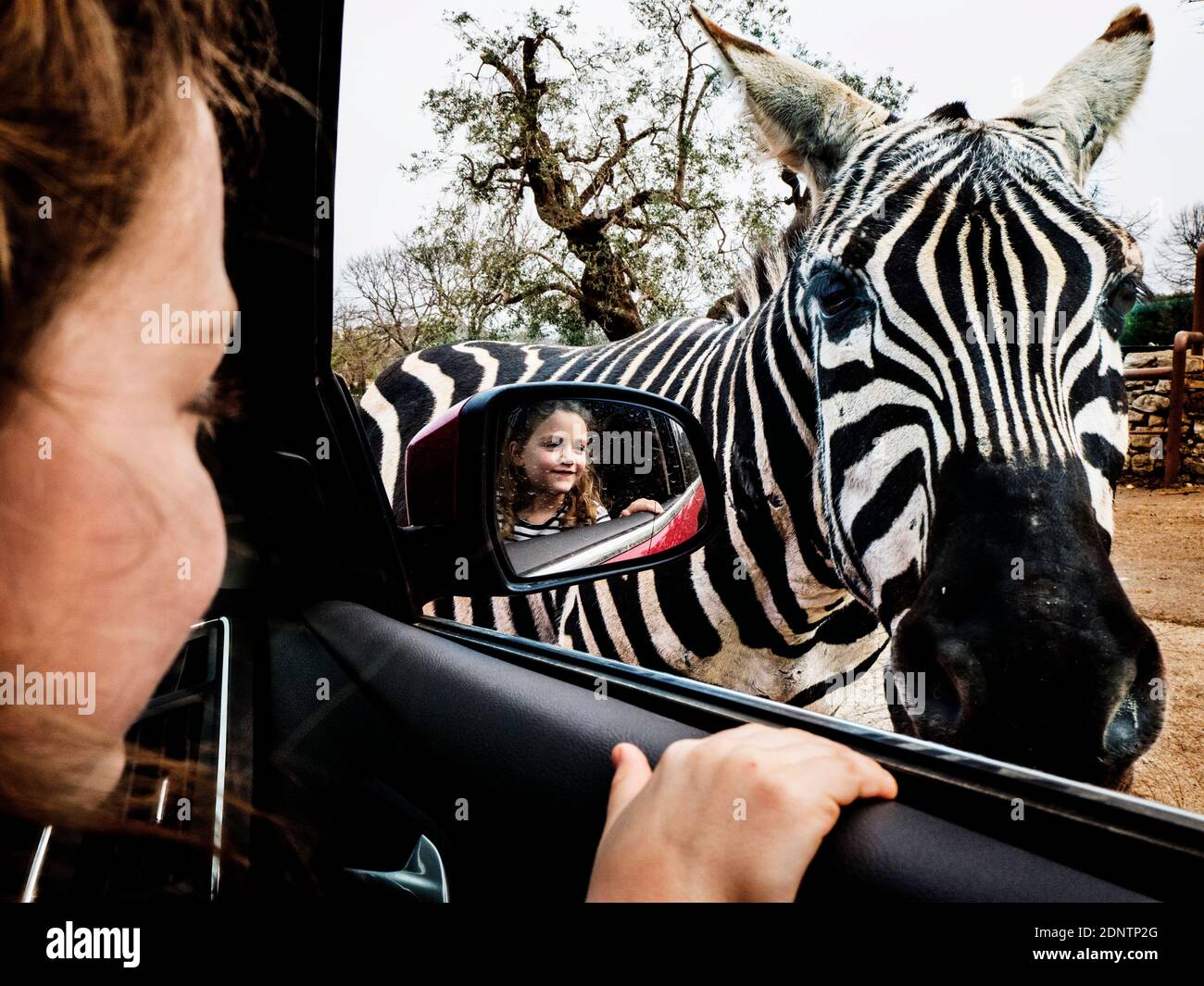 Fille souriante regardant à travers une fenêtre de voiture ouverte à un Zèbre Banque D'Images