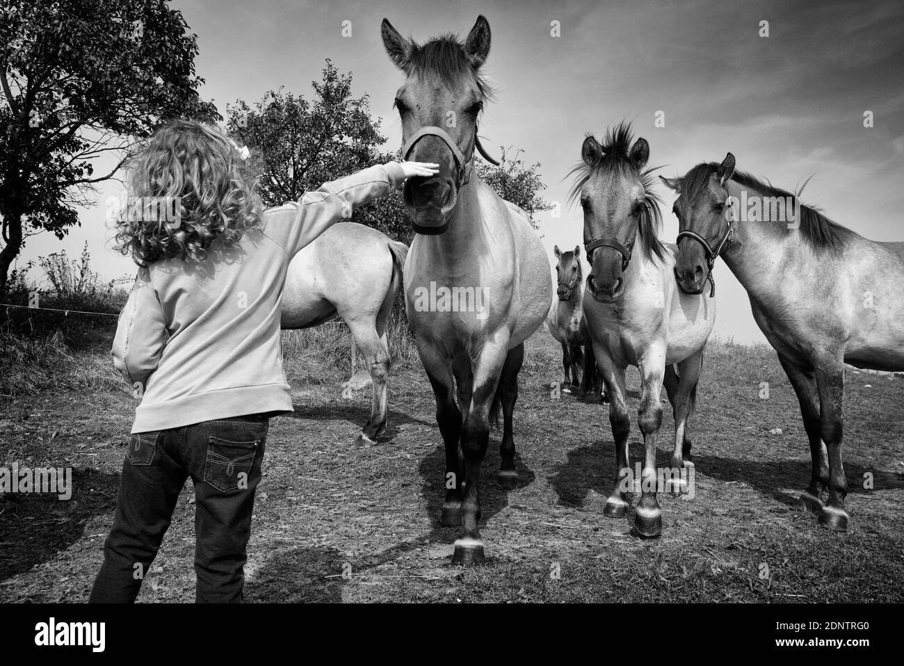 Vue arrière d'une fille jouant avec des chevaux dans un champ, Pologne Banque D'Images