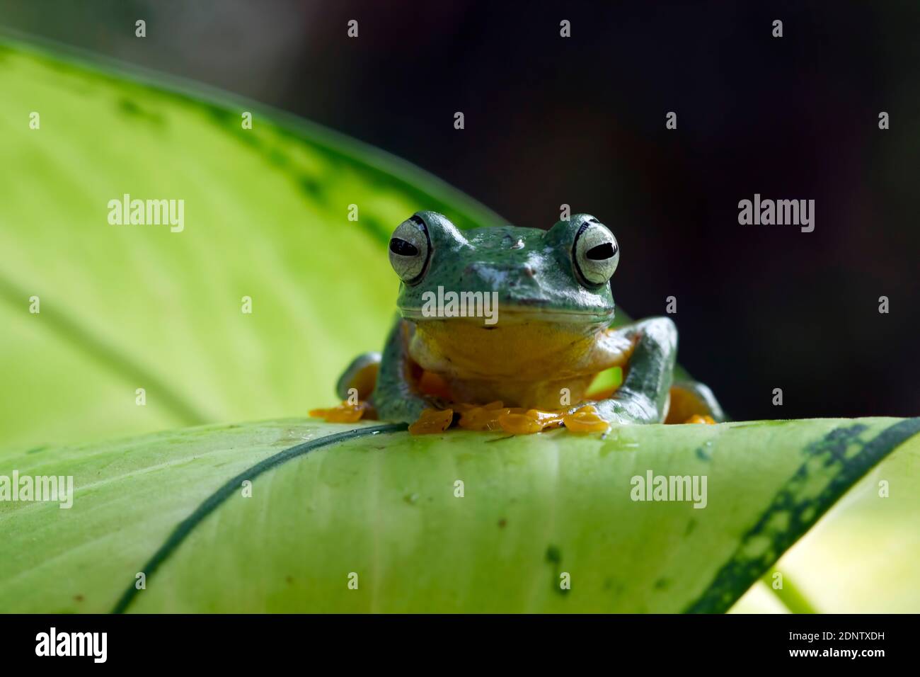 Javan grenouille d'arbre sur une feuille, l'Indonésie Banque D'Images