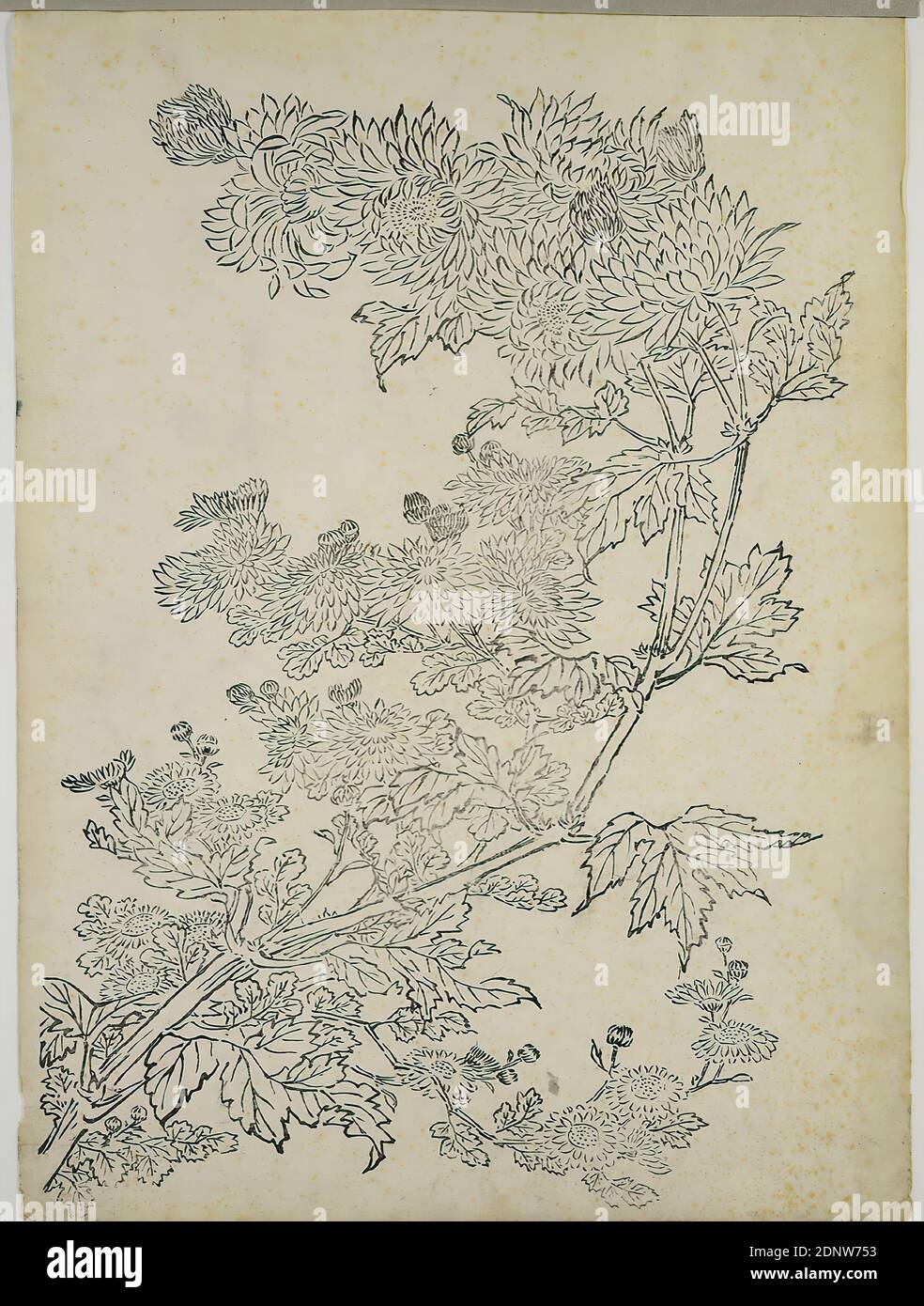 Nakaji Sadatoshi, branche de Chrysanthemum à fleurs, coupe de ligne noire, Total: Hauteur: 41,2 cm; largeur: 30,2 cm, non signé, estampes, matière imprimée, fleurs, époque Edo Banque D'Images