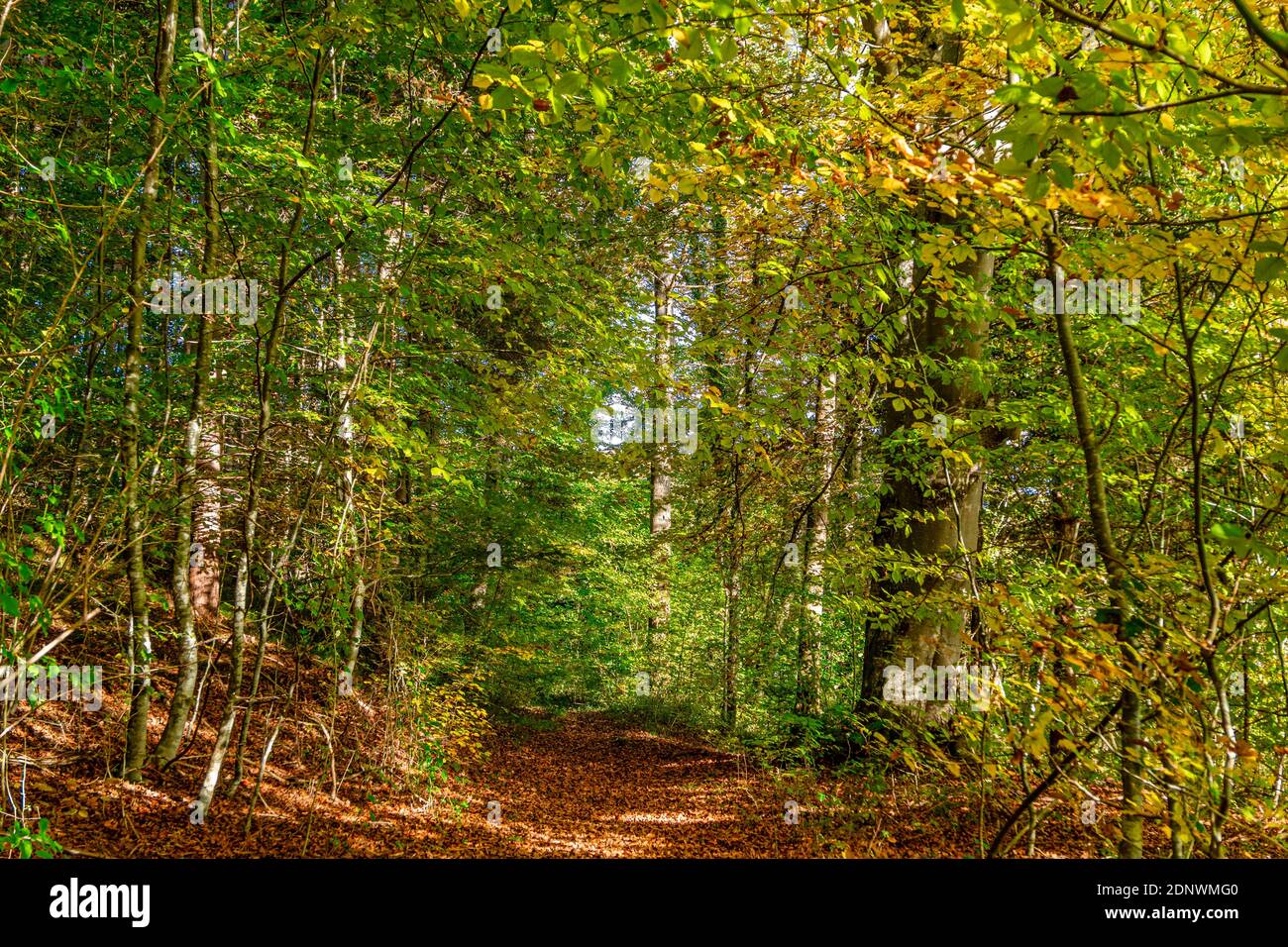 Sentier de randonnée couvert de feuillage à travers la forêt de hêtres en automne, près de Weilheim, haute-Bavière, Bavière, Allemagne, Europe Banque D'Images