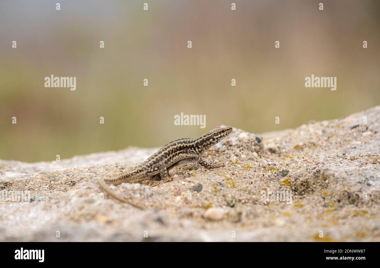 Erhards erhardii lézard des murailles, Podarcis riveti, se prélassant sur les roches Banque D'Images