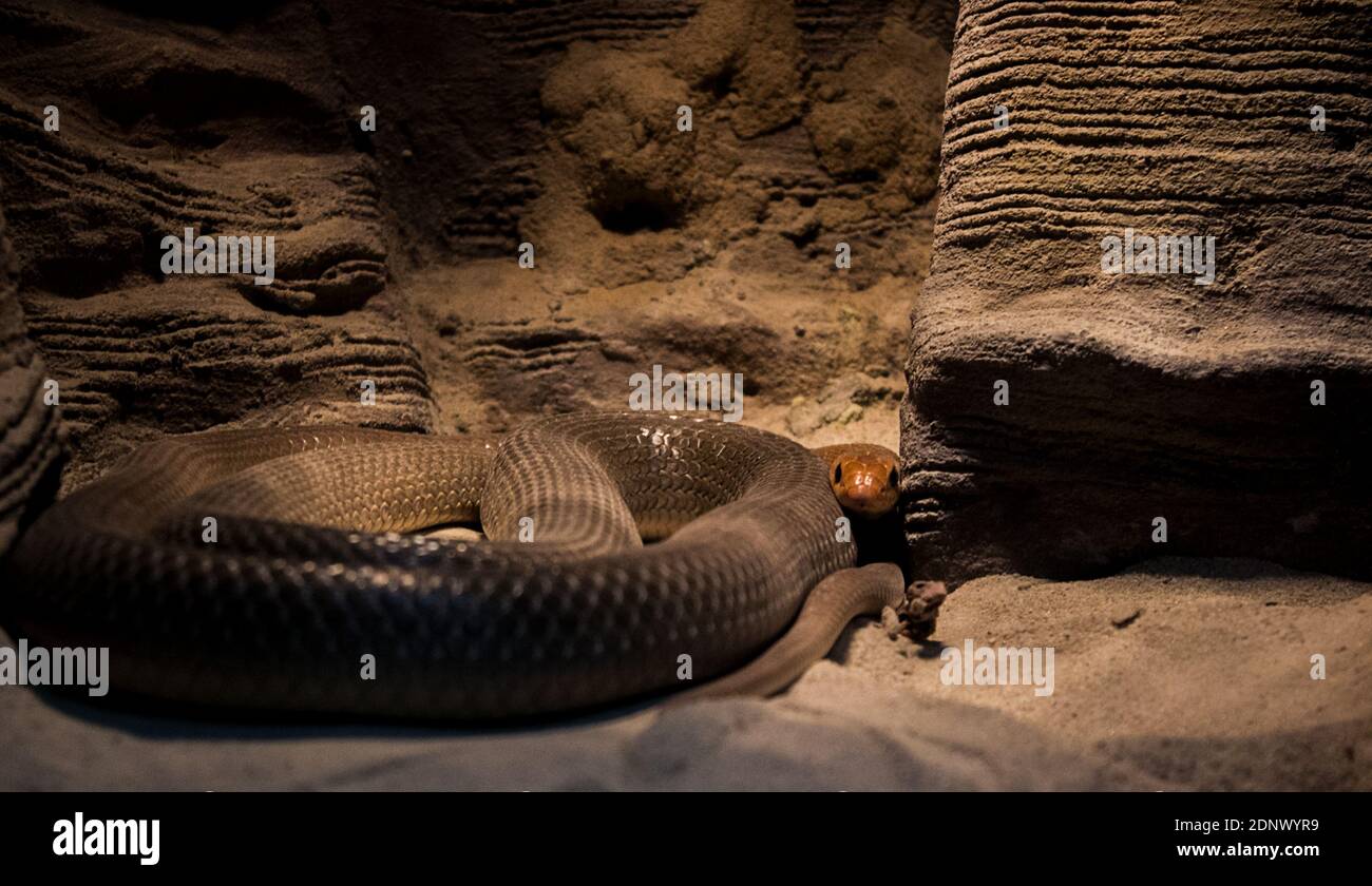 Le serpent se cache dans le coin sous la lumière chaude. Photo de haute qualité Banque D'Images