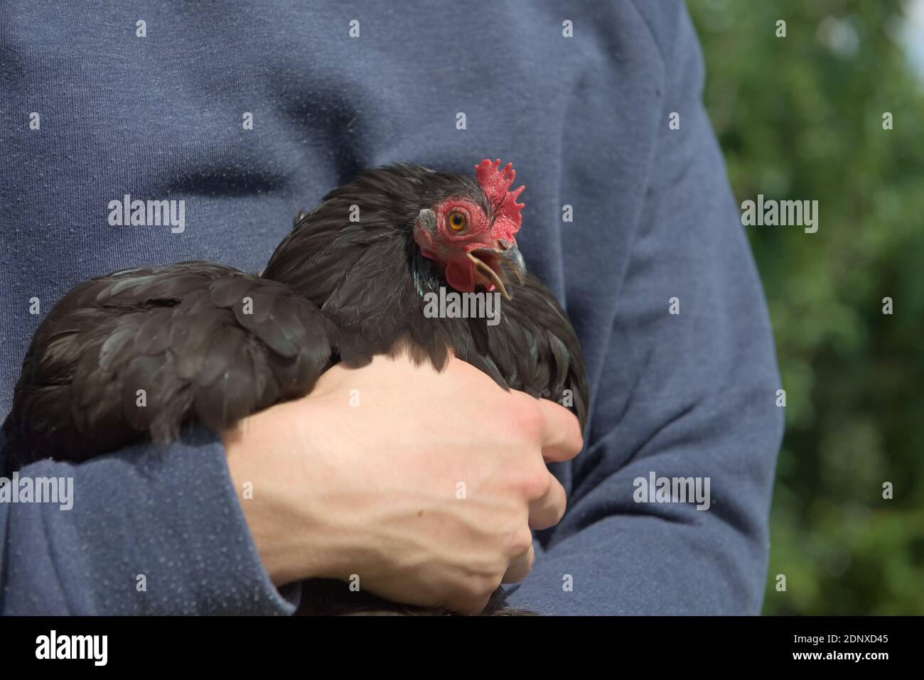 2 - petite poule de poulet noir pekin bantam squaks bruyamment comme elle est tenue dans les bras de son jeune propriétaire. Soleil d'été éclatant avec cavalier bleu. Banque D'Images