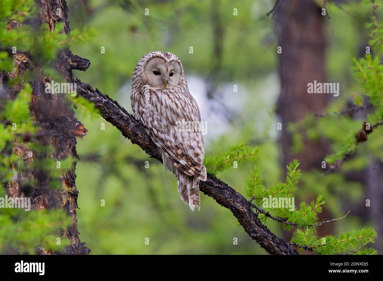 Oural Owl (Strix uralensis) perchée sur le mélèze dans la forêt de taïga, lac Huvsgol, Mongolie Banque D'Images