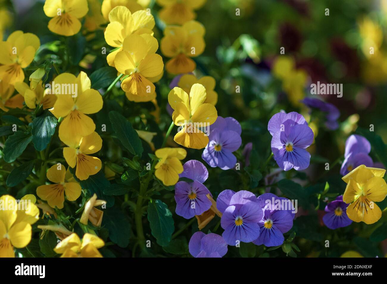 Petites pansies jaunes et violettes en fleurs (Alto cornuta admirez le mélange transparent) Banque D'Images