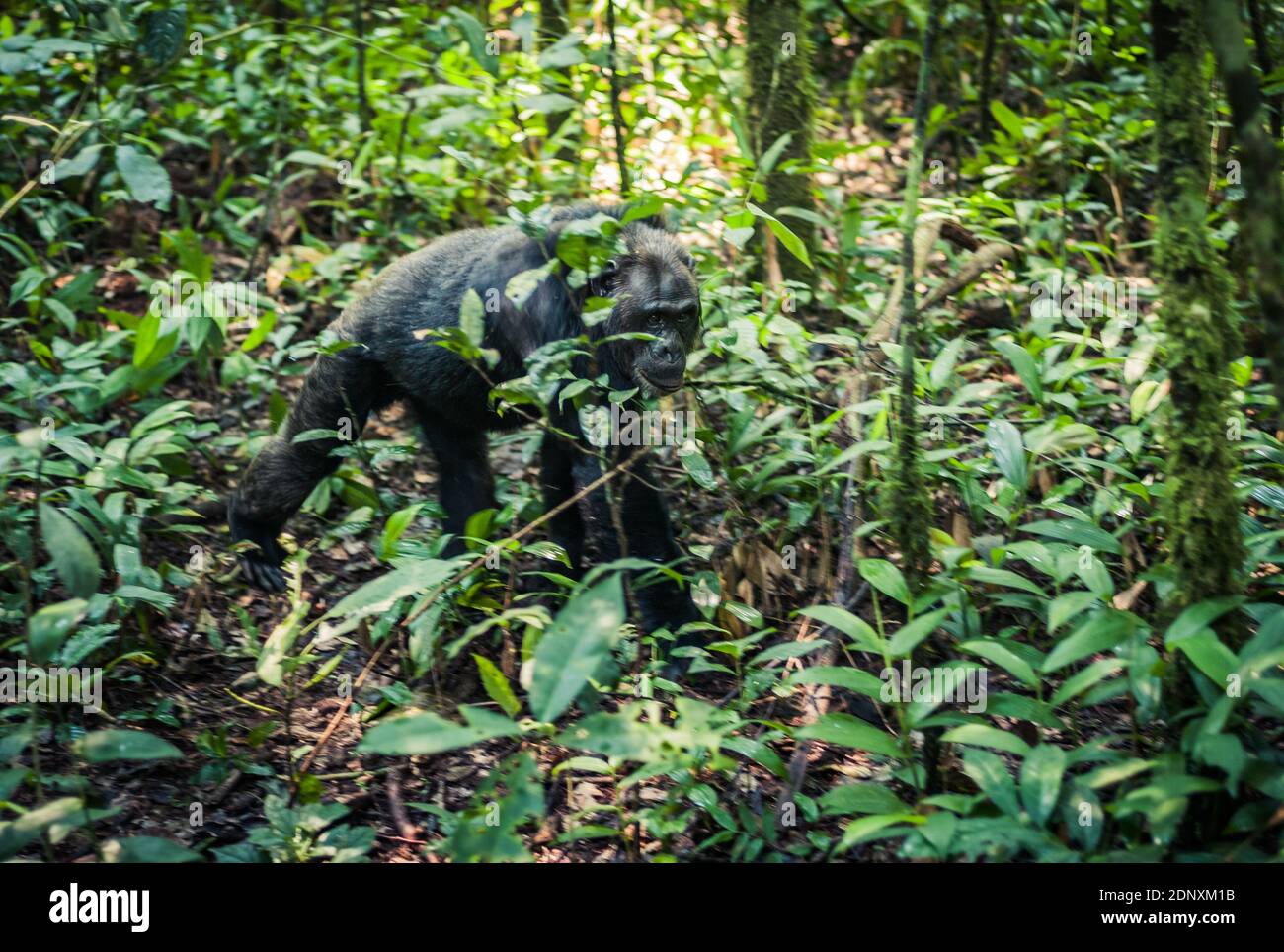 Chimpanzé à pied dans la jungle dans le parc national de Kibale, Ouganda Banque D'Images