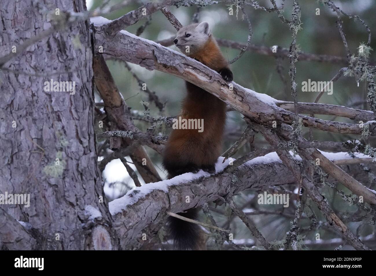 Des martres de pin dans des arbres enneigés Banque D'Images