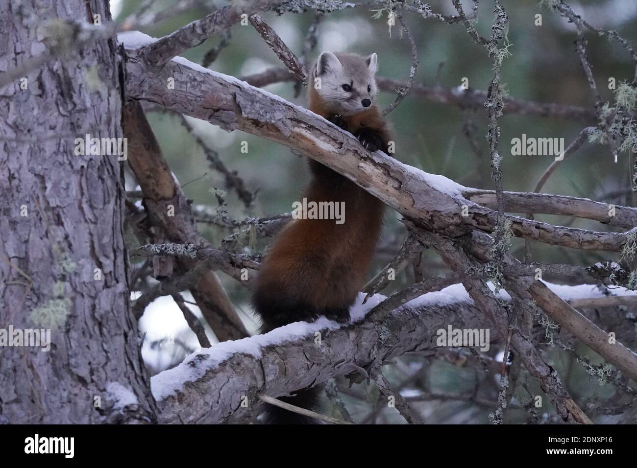Des martres de pin dans des arbres enneigés Banque D'Images