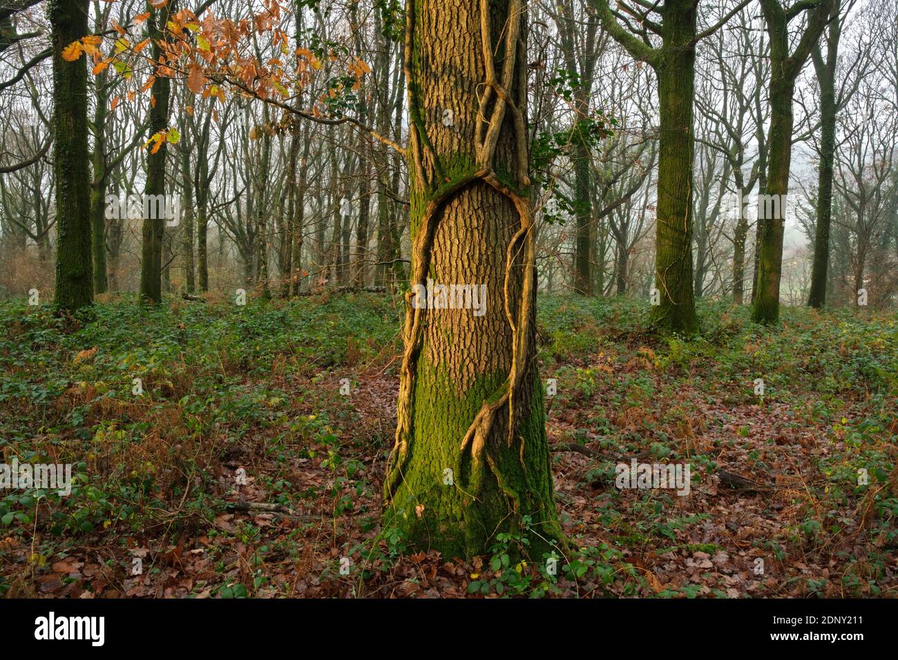 Bois de Cadora à Bigsweir dans l'AONB de la vallée de Wye. Banque D'Images