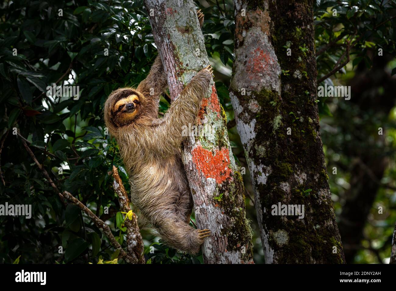 Image à trois bouts de paresseux prise dans la forêt tropicale de Panama Banque D'Images