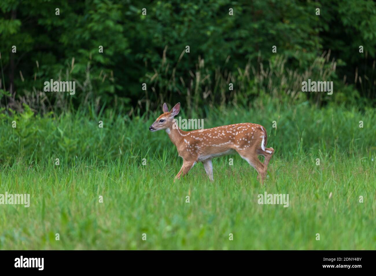 Fauve à queue blanche marchant dans un pré dans le nord du Wisconsin. Banque D'Images