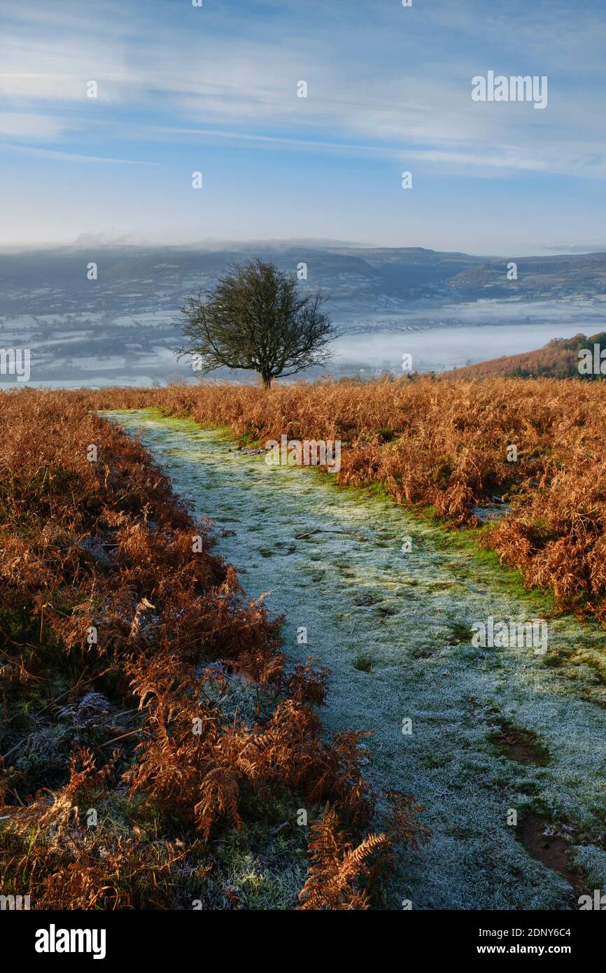 Frost covered footpath on the south side of the Sugar Loaf mountain. Banque D'Images