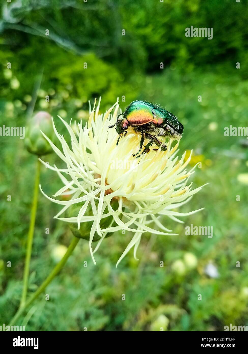 Coléoptère de couleur Chafer assis sur la fleur à l'extérieur Banque D'Images