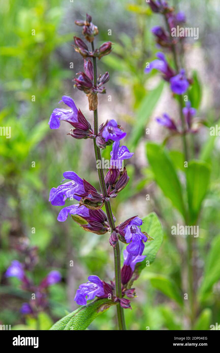 Salvia verbenaca sauge de verveine de Clary sauvage plante aromatique de taille moyenne avec des fleurs bleu foncé. Anvers, Abruzzes, Italie, Europe Banque D'Images