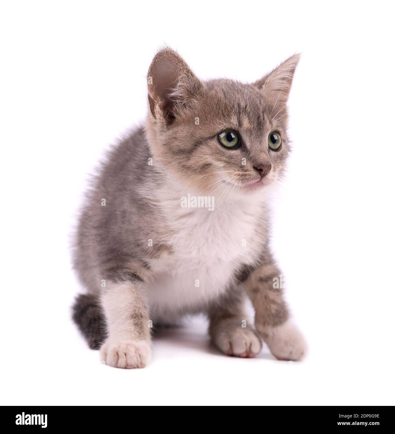 Beau petit chaton gris isolé sur fond blanc. Banque D'Images