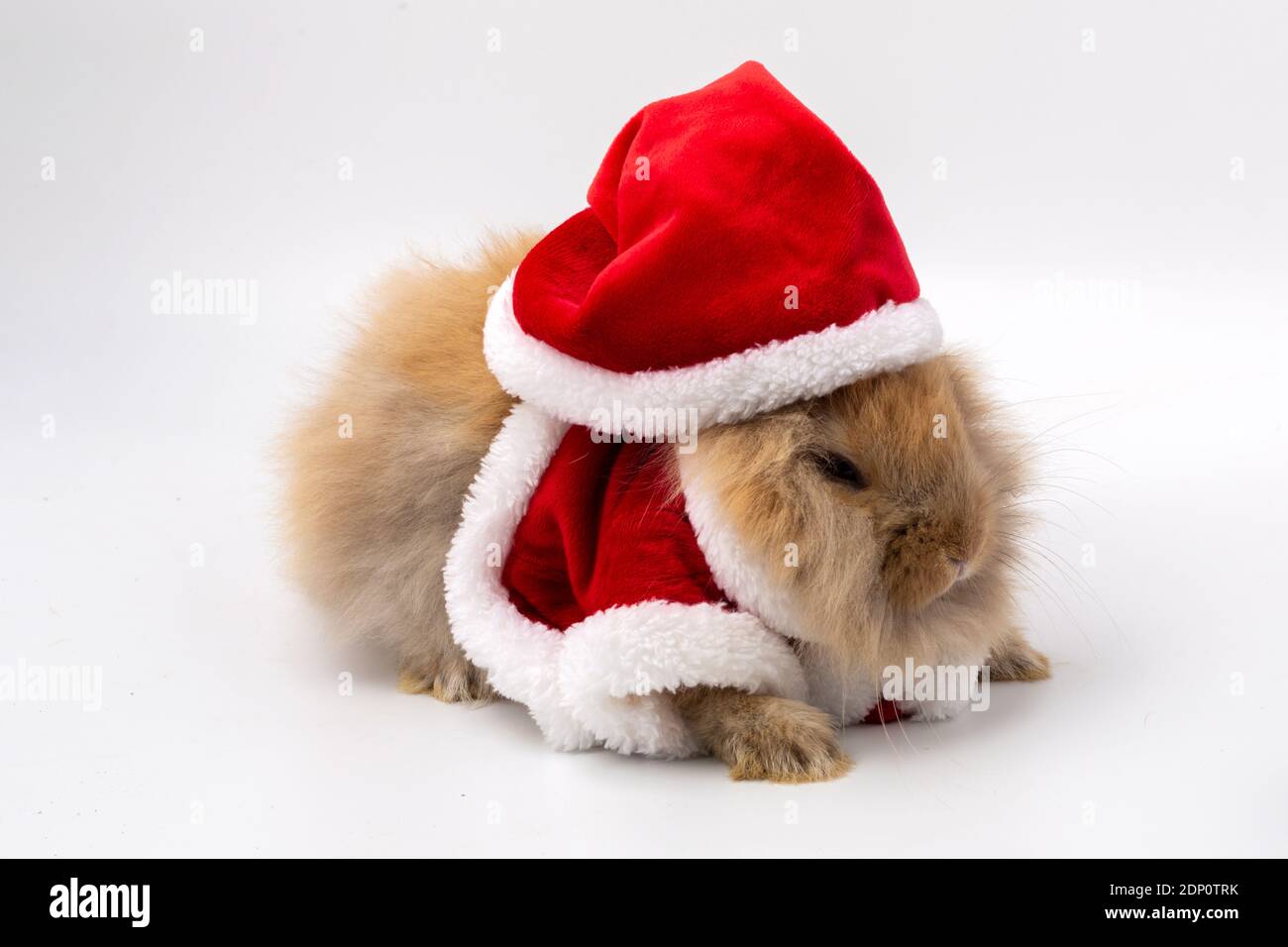Joyeux Noel Et Joyeuses Fetes Lapin Portant La Robe De Santa Cross Sur Fond Blanc Photo Stock Alamy Joyeux Noel Et Joyeuses Fetes Lapin Portant La Robe De Santa Cross Sur Fond Blanc Photo Stock Alamy