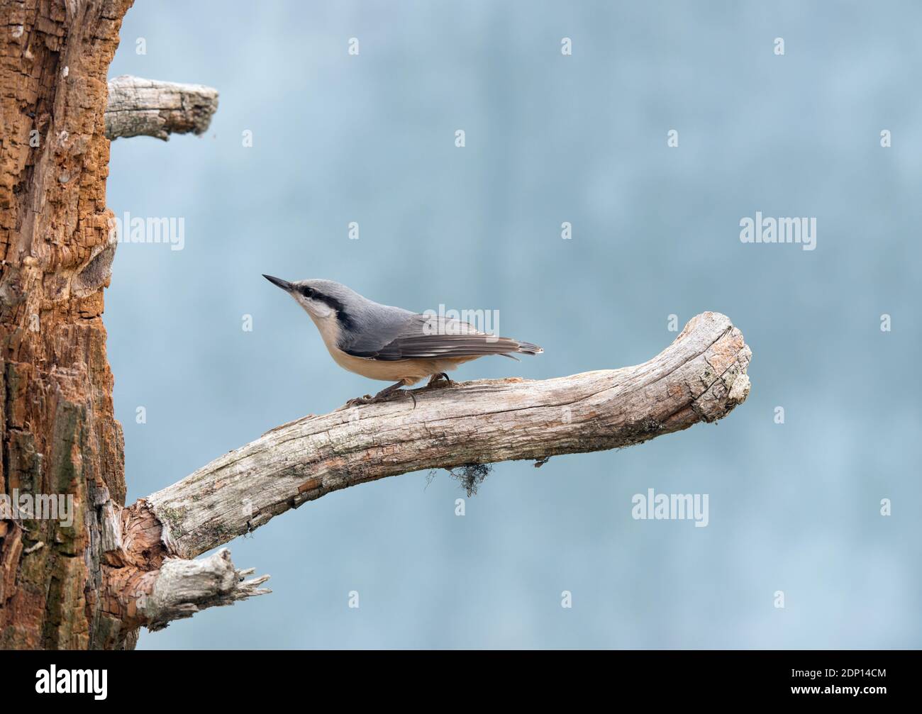 Bird perching on branch Banque D'Images