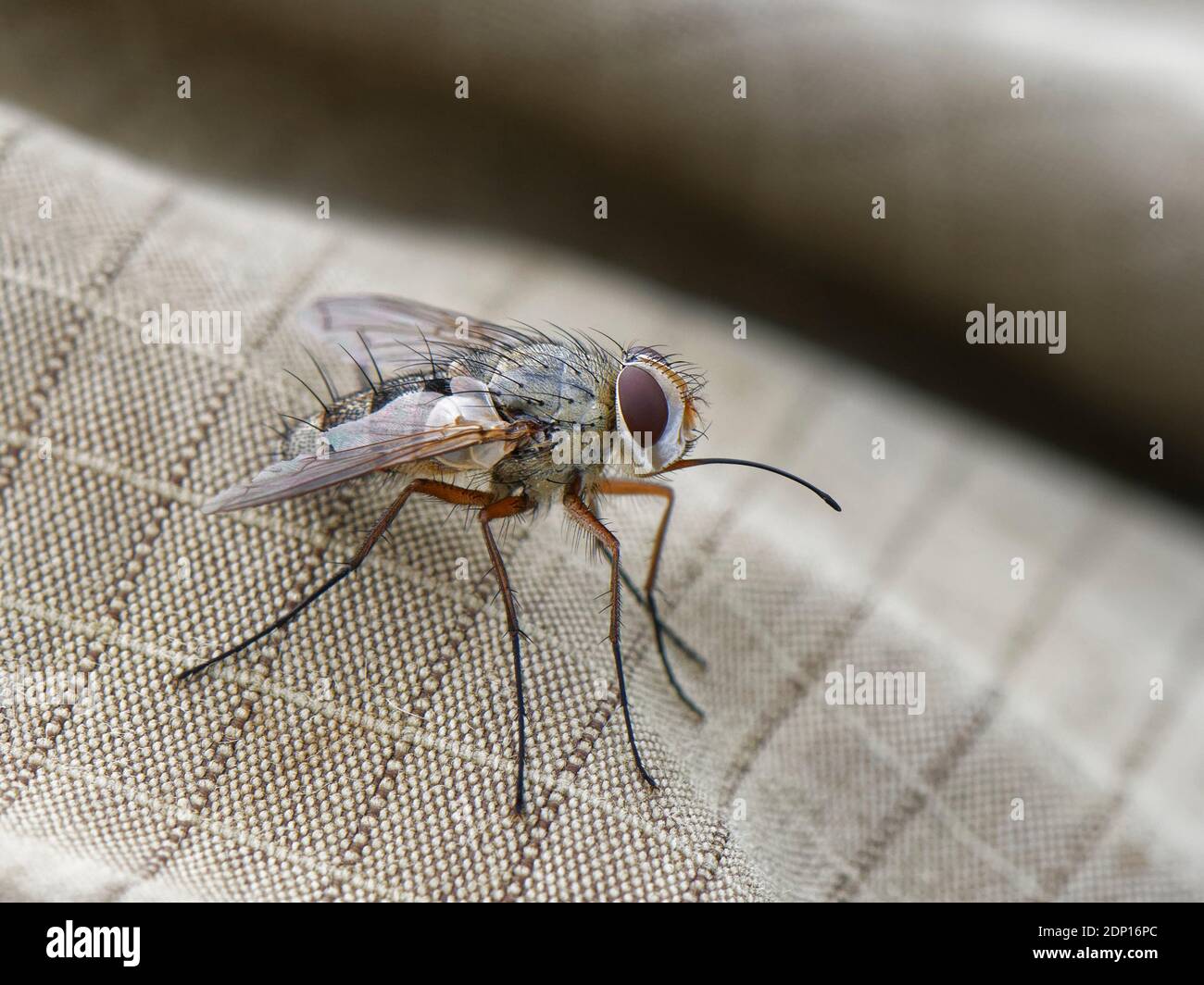 Mouche parasite / mouche tachinide (Prosena siberita) avec de longs proboscis, un parasite des coléoptères des frottements, reposant sur la jambe du photographe, Wiltshire, Royaume-Uni. Banque D'Images