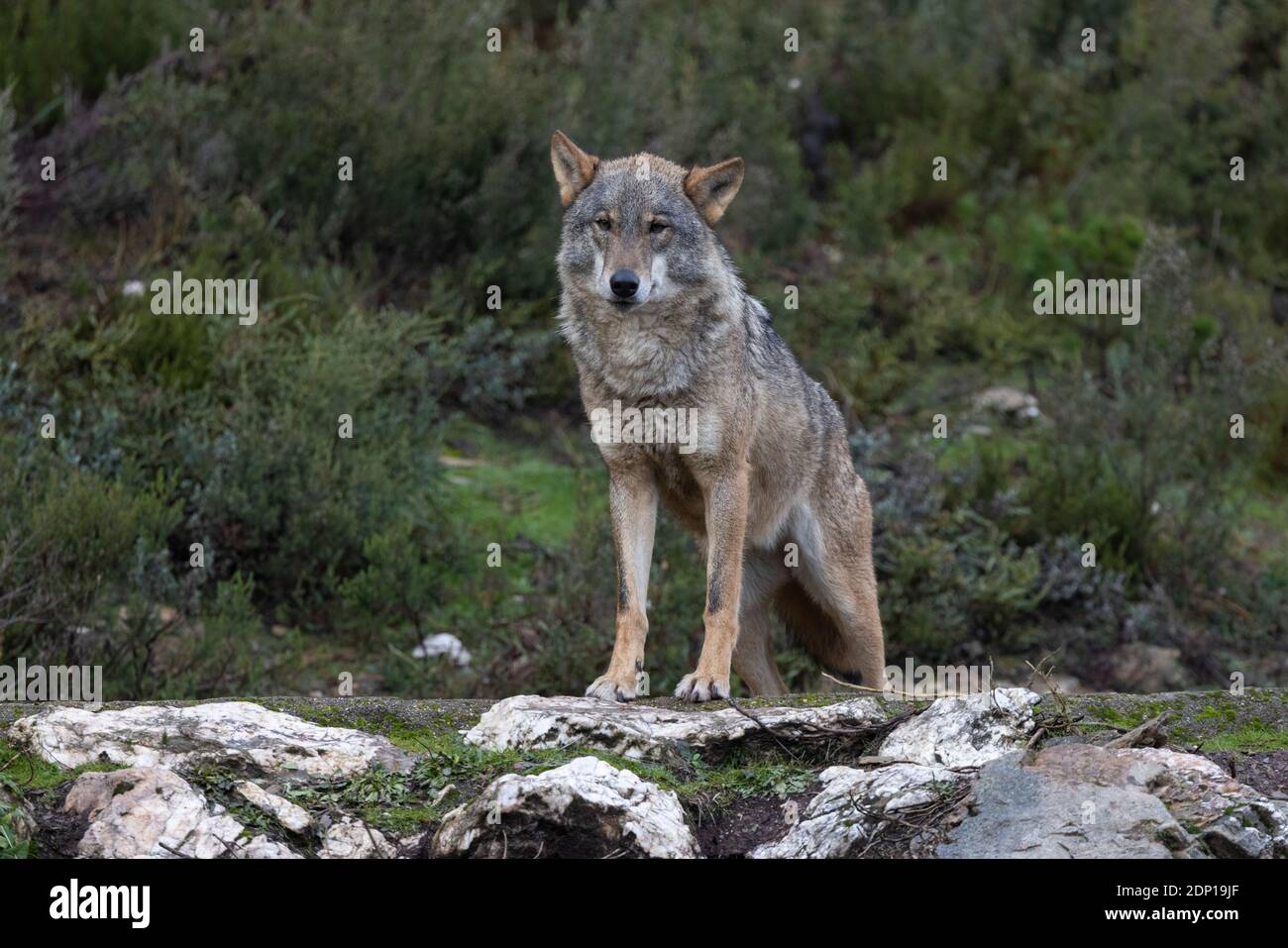 canis lupus, loup ibérique en liberté à Picos de Europa Banque D'Images