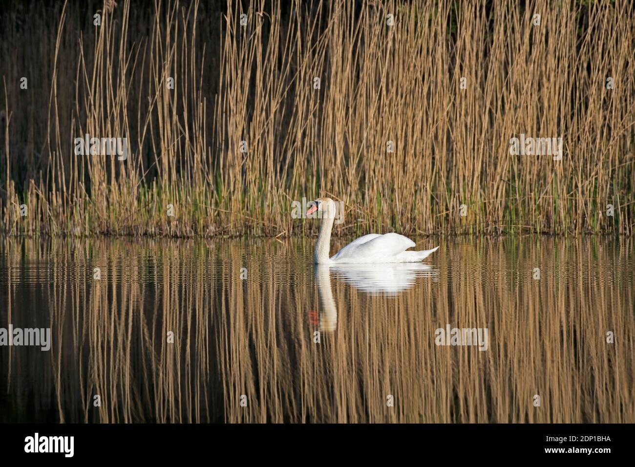 Muet cygne (Cygnus olor) nager après le lit de roseaux / reedbed dans le lac au printemps Banque D'Images