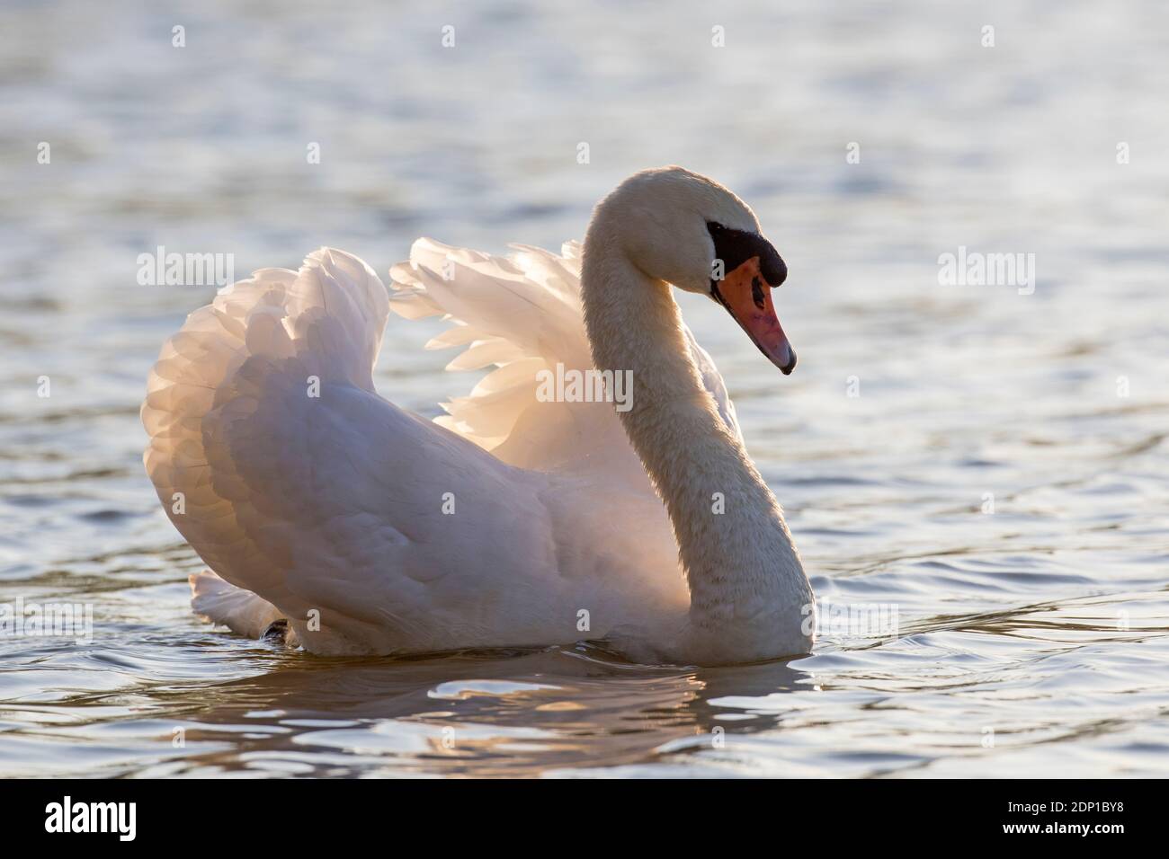 Territoire muet cygne (Cygnus olor) dominant mâle montrant une posture agressive avec des ailes à moitié levé, appelé bus, tout en nageant dans le lac au printemps Banque D'Images