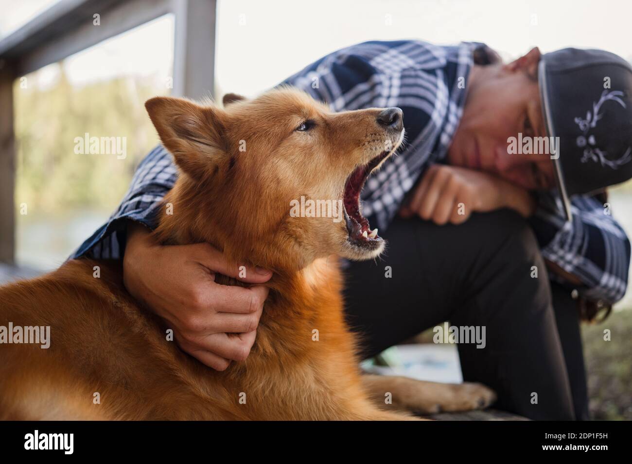 Femme regardant le chien bâillant Banque D'Images