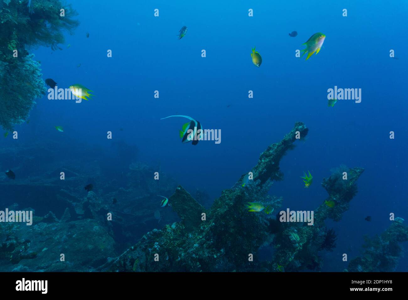 Coloré Fish a vu pendant la plongée sous-marine dans la liberté américaine de Bali Naufrage Banque D'Images