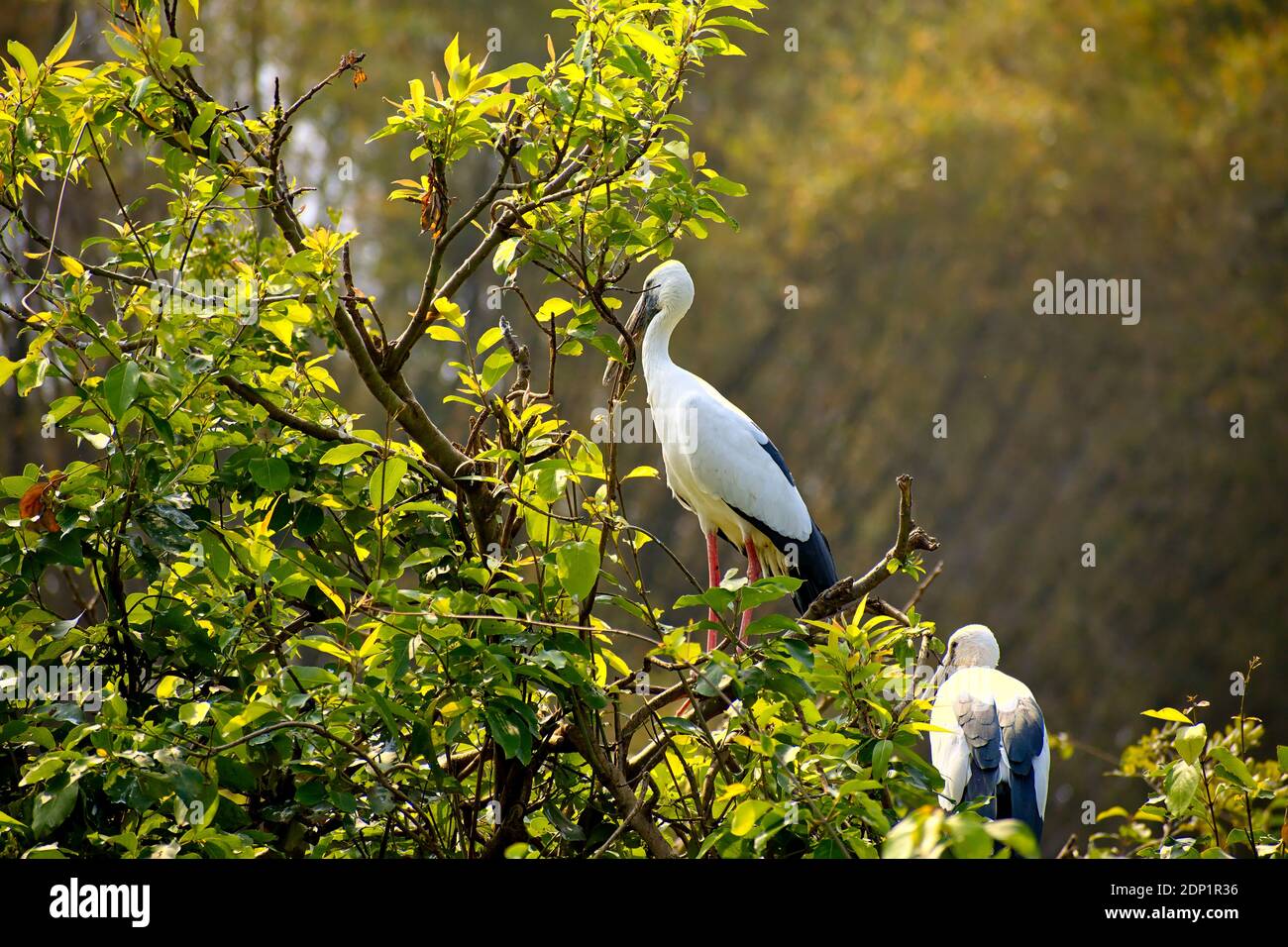 Ranganatittu Bird Sanctuary,Karnataka,India: Le wok asiatique à bec ouvert ou asiatique à bec ouvert (Anastomus oscitans) reposant sur l'arbre sur la rive de la rivière kaveri Banque D'Images