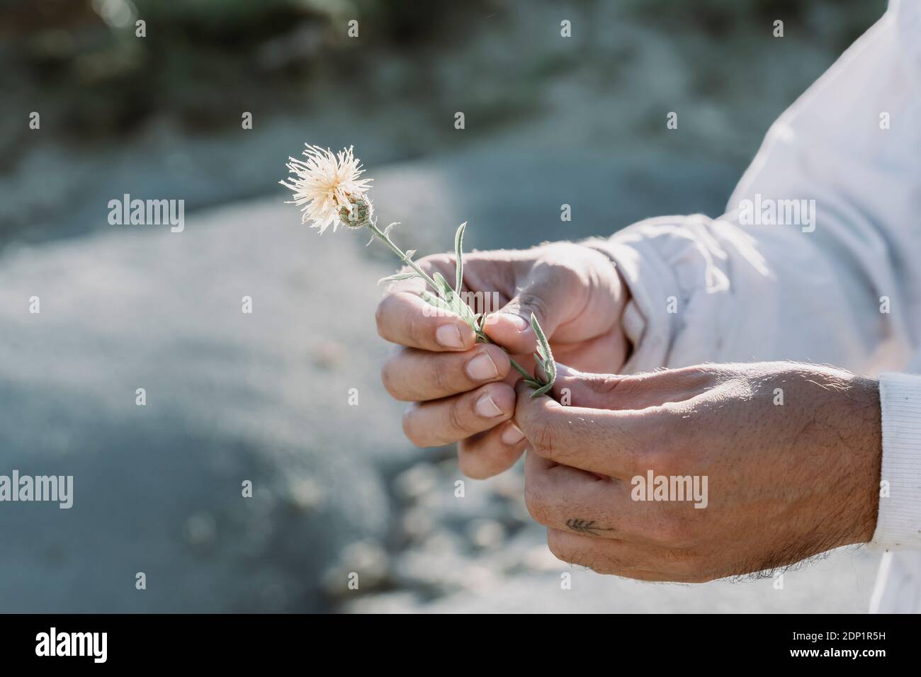 Main de l'homme tenant la fleur à l'extérieur Banque D'Images