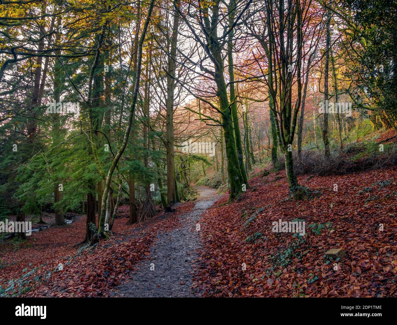 Scène forestière d'automne avec sentier, vallée de Skaigh, Belstone, bord du parc national de Dartmoor, Angleterre. Banque D'Images