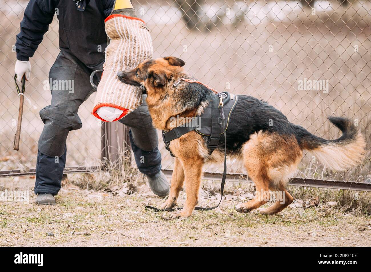Dressage de Berger allemand. Chien mordant. Banque D'Images