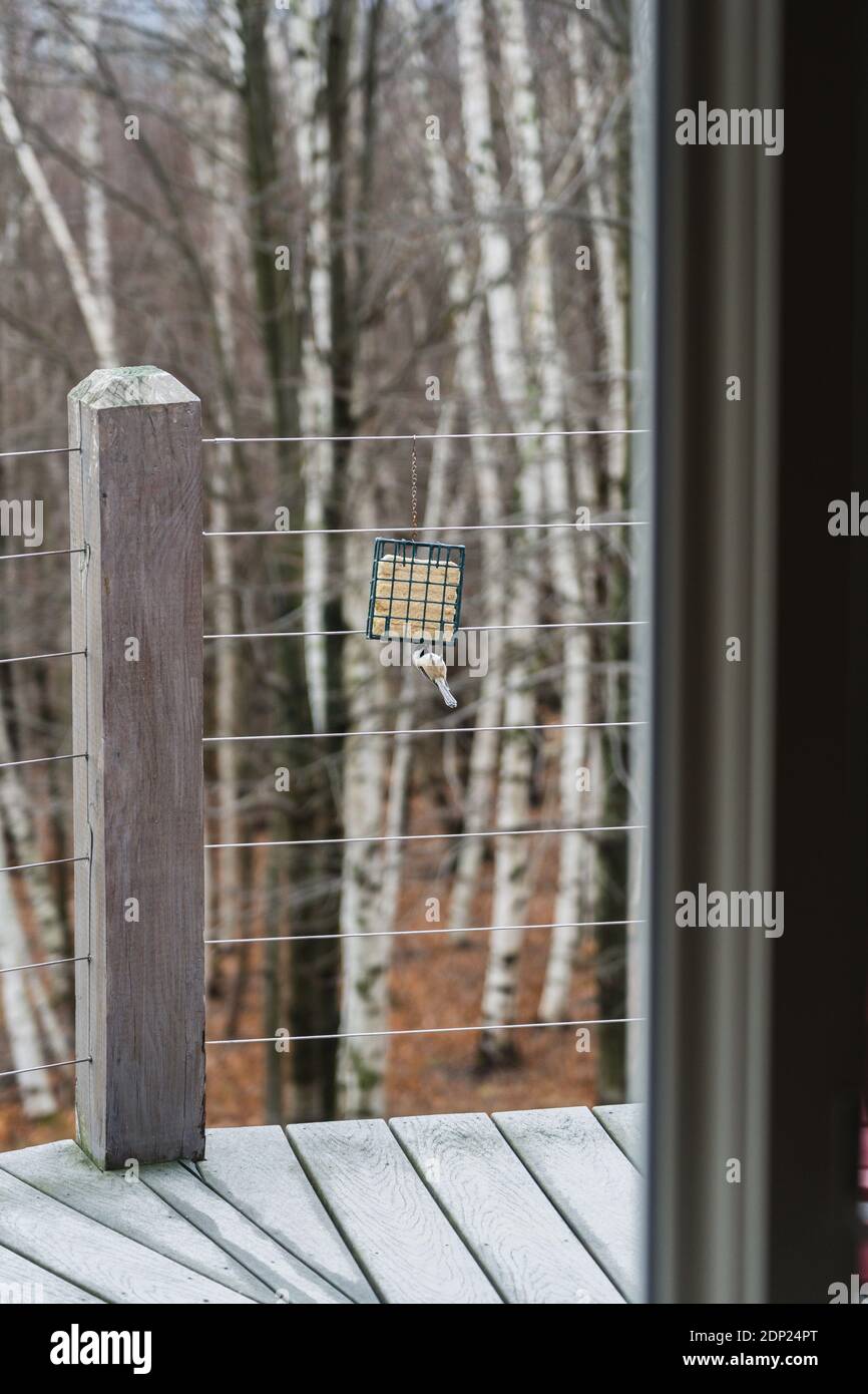 Un petit oiseau mangeant d'un mangeoire à oiseaux sur une terrasse en bois, comme vu de l'intérieur de la maison Banque D'Images