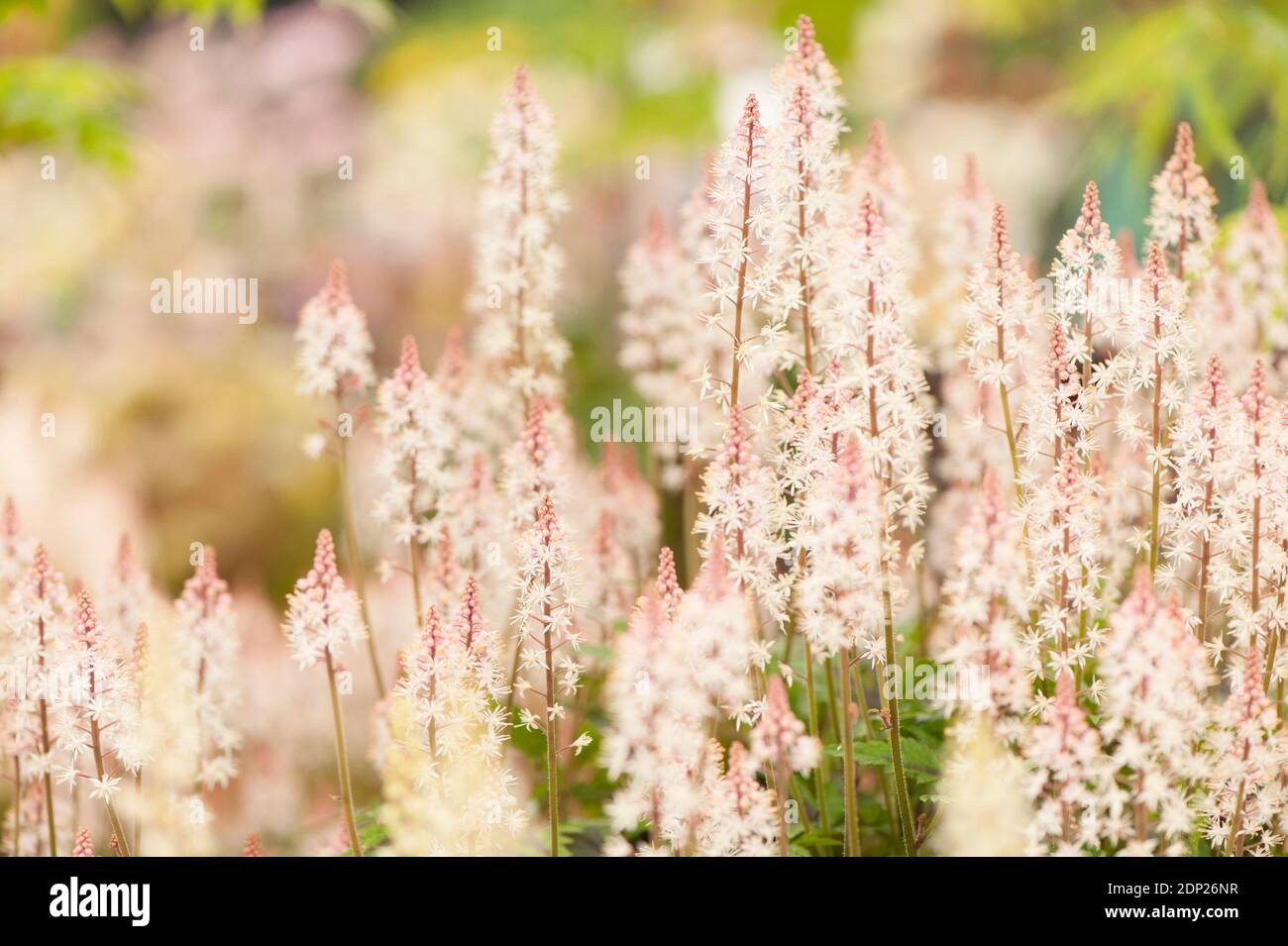 Tiarella «Pugar and Spice», fleur en mousse «Pugar and Spice», en fleur Banque D'Images