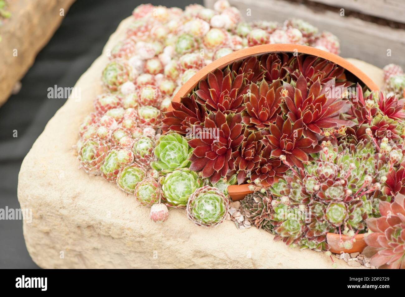 Sempervivums mixtes, Houseleeeeeeeks, exposés dans un bac en pierre Banque D'Images