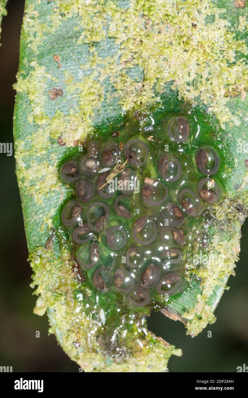 Développement de la masse d'oeufs avec des têtards prêts à l'éclosion de la Grenouille de verre géant du Nicaragua (Espadarana prosoblepon) dans la forêt montagnarde de Los Cedros Res Banque D'Images