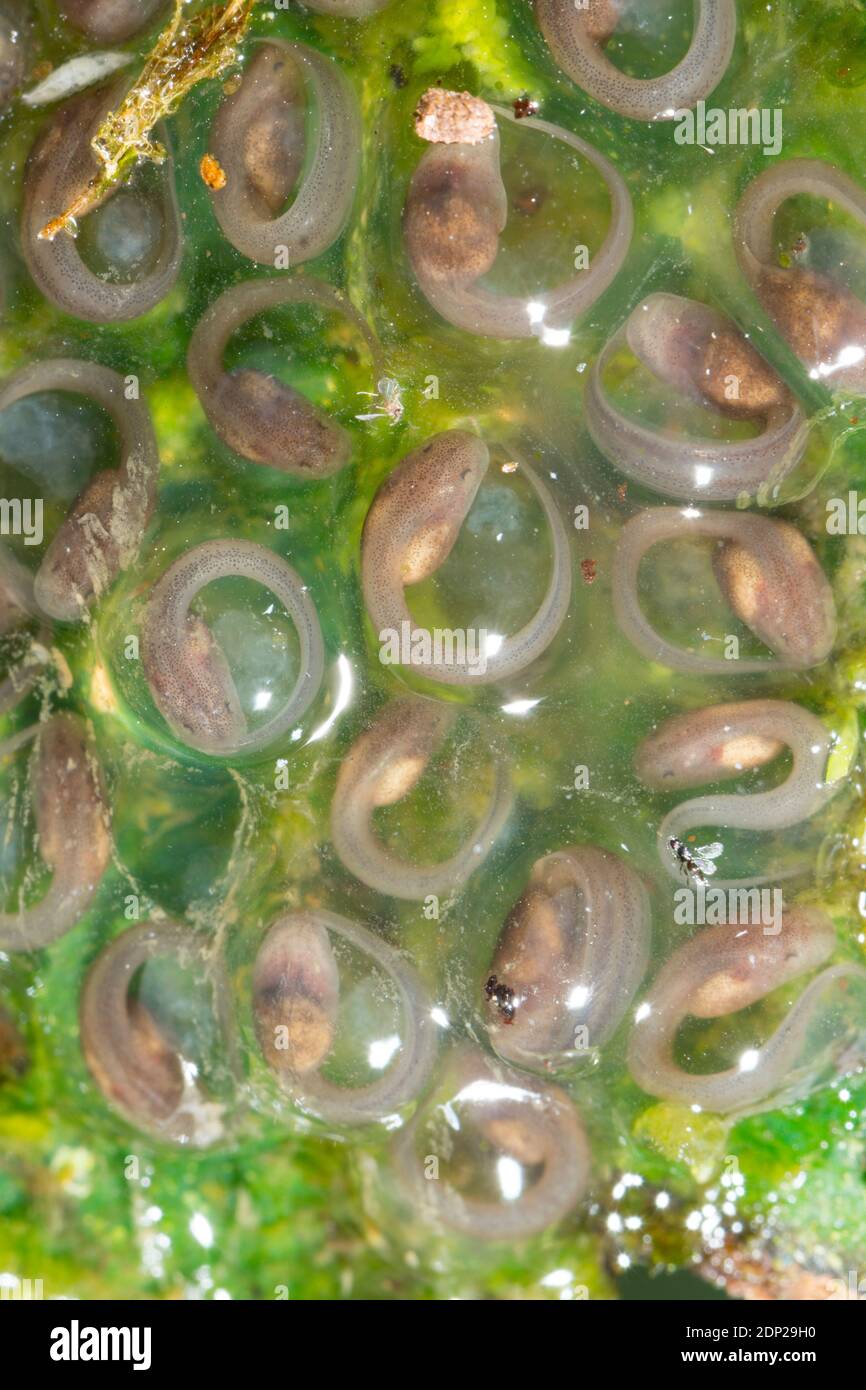 Développement de la masse d'oeufs avec des têtards prêts à l'éclosion de la Grenouille de verre géant du Nicaragua (Espadarana prosoblepon) dans la forêt montagnarde de Los Cedros Res Banque D'Images