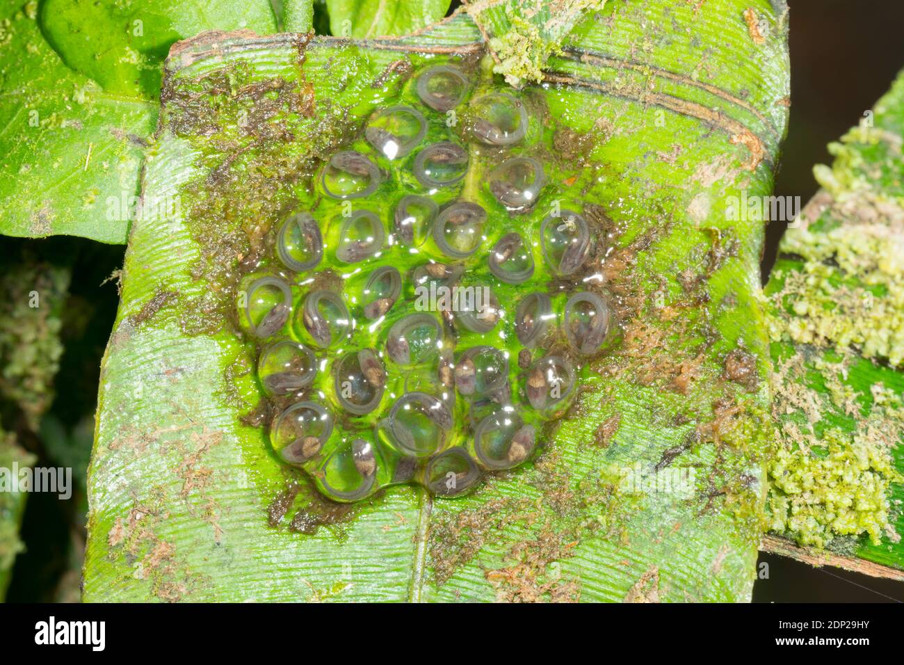 Développement de la masse d'oeufs avec des têtards prêts à l'éclosion de la Grenouille de verre géant du Nicaragua (Espadarana prosoblepon) dans la forêt montagnarde de Los Cedros Res Banque D'Images