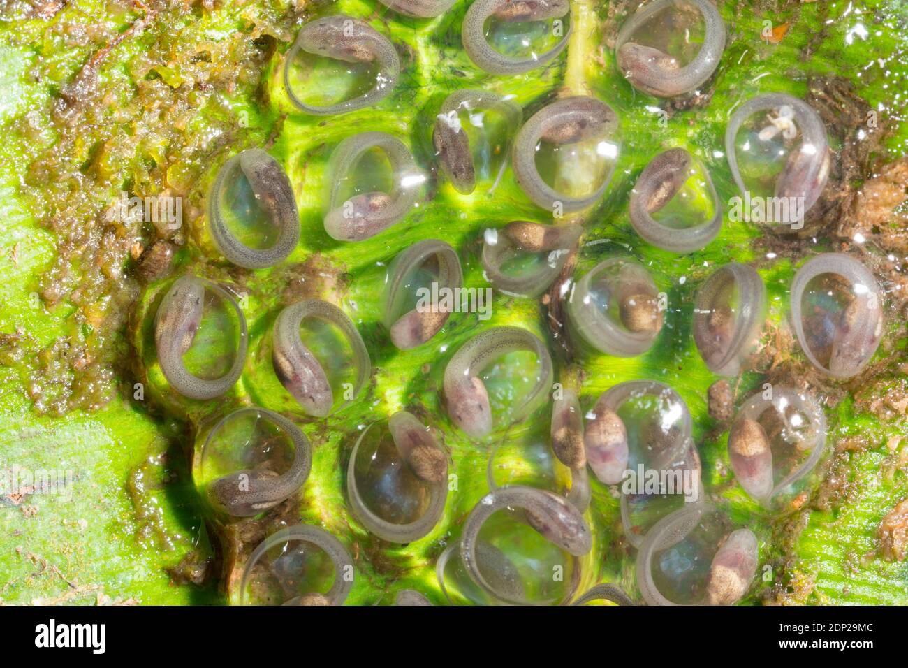 Développement de la masse d'oeufs avec des têtards prêts à l'éclosion de la Grenouille de verre géant du Nicaragua (Espadarana prosoblepon) dans la forêt montagnarde de Los Cedros Res Banque D'Images