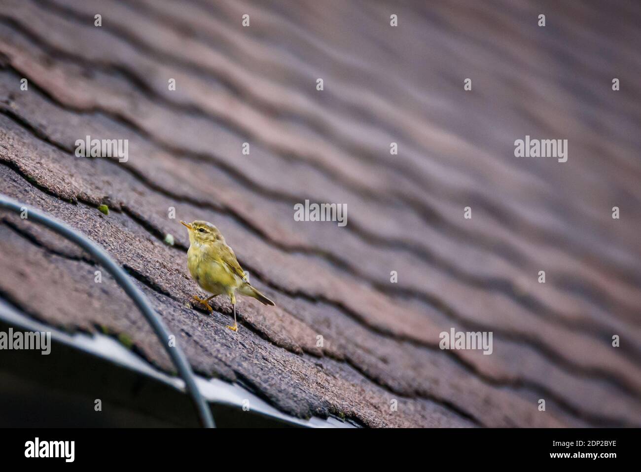 Oiseau de saule, Phylloscopus trochilus. Banque D'Images