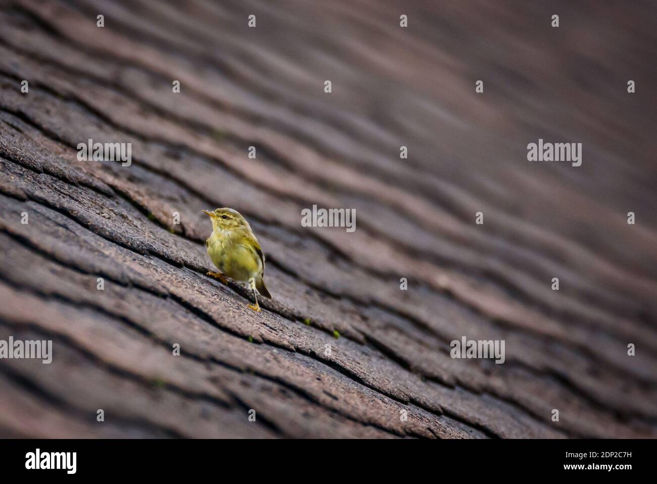 Oiseau de saule, Phylloscopus trochilus. Banque D'Images